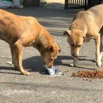 Street Dog Food Distribution